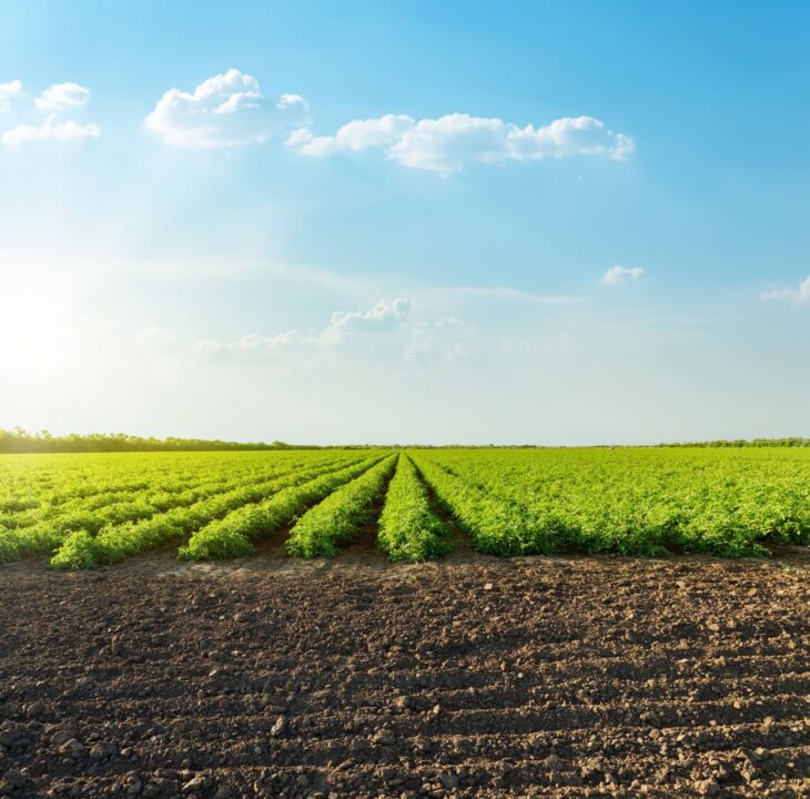 good sunset with clouds over agricultural green field with tomatoes
